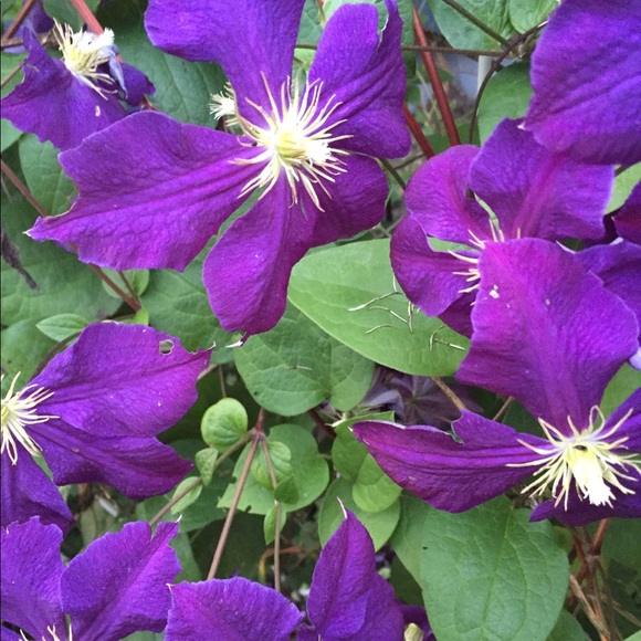 Meet your Posher, Donna - Picture 1 of 4